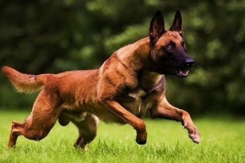 Đặc điểm tính cách của chó Malinois thuần chủng