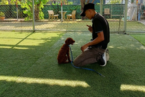 Chó bao nhiêu tuổi huấn luyện tốt?