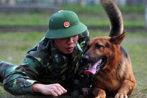 Tập huấn chó becgie nằm
