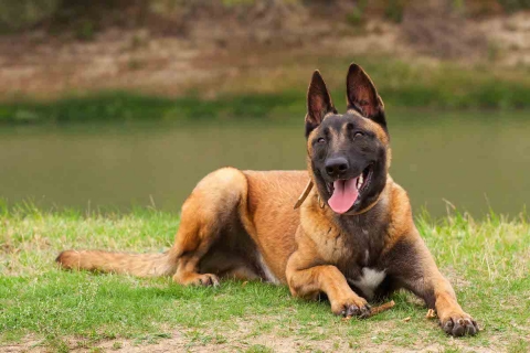 Những đặc điểm nhận biết dòng chó Malinois của Bỉ