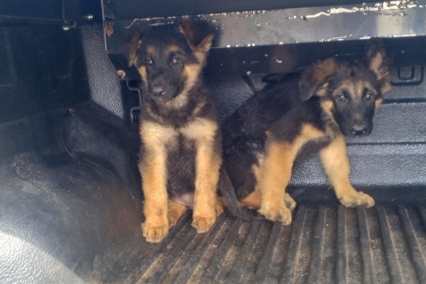 Đào Tạo Becgie – Kỹ Năng Bảo Vệ Và Vâng Lời