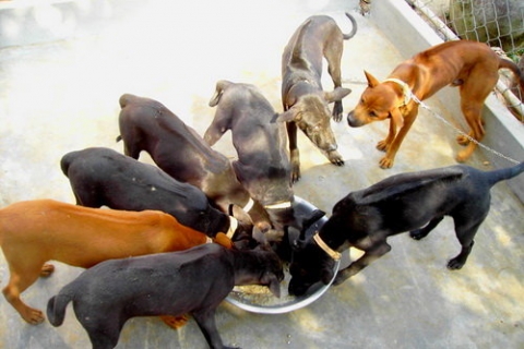 Phối giống chó con phú quốc đẹp