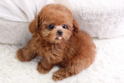 Hướng dẫn một số bài tập huấn luyện chó Poodle đơn giản thực hiện ngay tại nhà