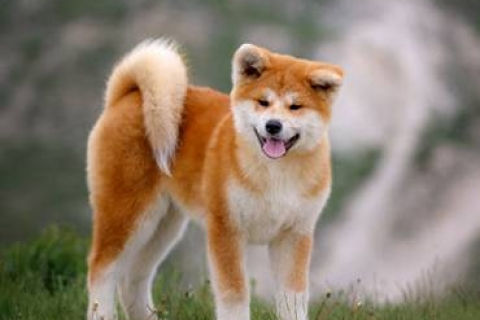 MUA BÁN CHÓ AKITA INU