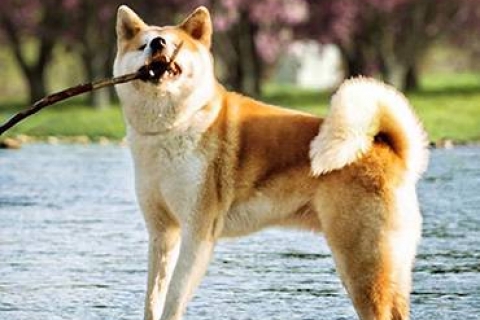 CHÓ AKITA INU