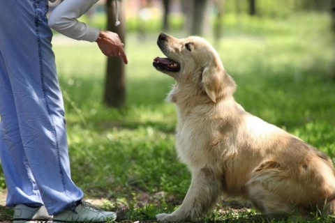 Chuyên bán chó cảnh đã qua huấn luyện: Bạn muốn một người bạn đáng tin cậy?