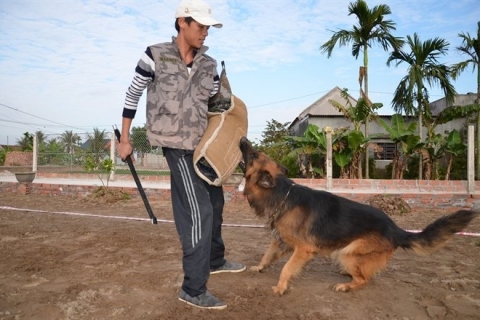 Bán chó giống đã qua huấn luyện - Sở hữu người bạn đồng hành đáng tin cậy