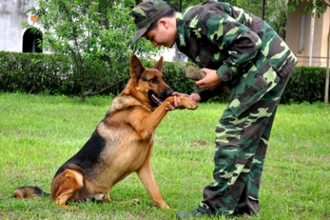 Khách hàng Huấn luyện chó