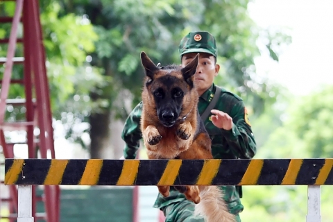 huấn luyện chó becgie vượt rào