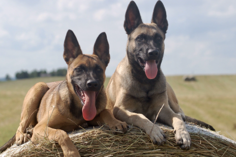 phối giống chó nghiệp vụ Malinois