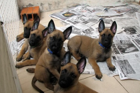 Phối giống chó Malinois