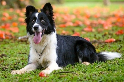 Chó Border Collie
