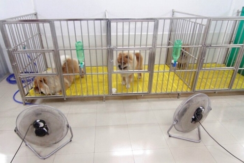 Dịch vụ giữ chó cưng Nha Trang uy tín số 1