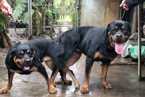 phối giống chó nghiệp vụ