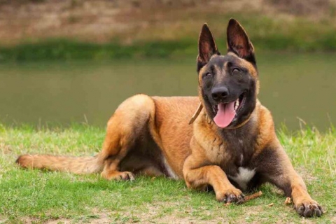 Giống chó malinois