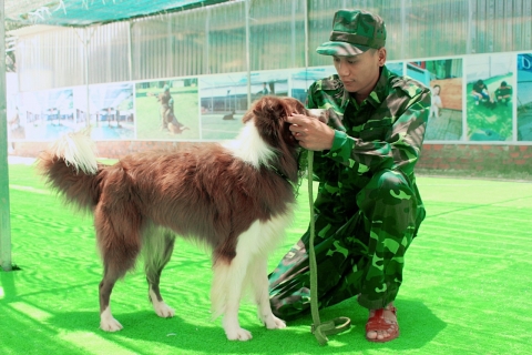 Huấn luyện chó Border Collie