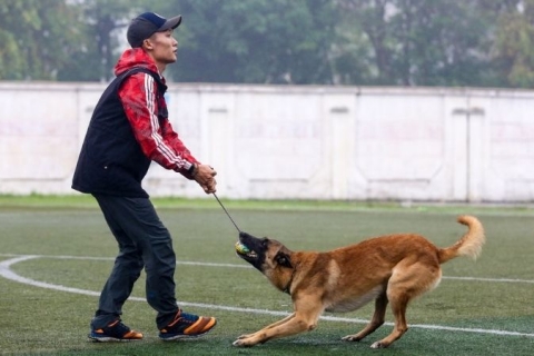 4 cách huấn luyện chó nghiệp vụ