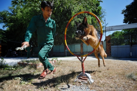 Huấn luyện chó Becgie chuyên nghiệp chuẩn quân đội 