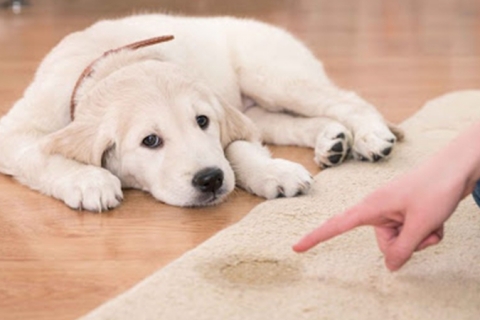 Cách huấn luyện chó đi vệ sinh đúng chỗ