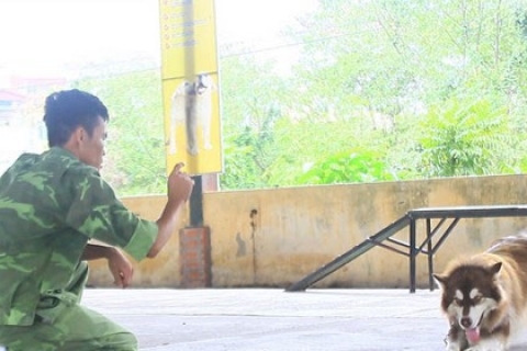 Tìm hiểu về huấn luyện chó Gia Lai: Cẩm nang cho các chủ nuôi chó