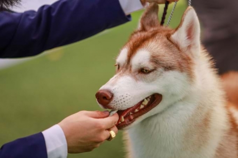 Huấn luyện chó Husky với những bài tập đơn giản  