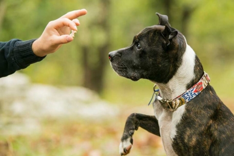 Trung Tâm Huấn Luyện Chó Uy Tín – Đồng Hành Cùng Người Yêu Thú Cưng