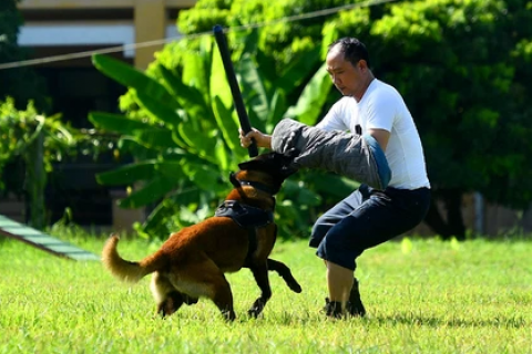 Huấn luyện chó - cắn cơ bản