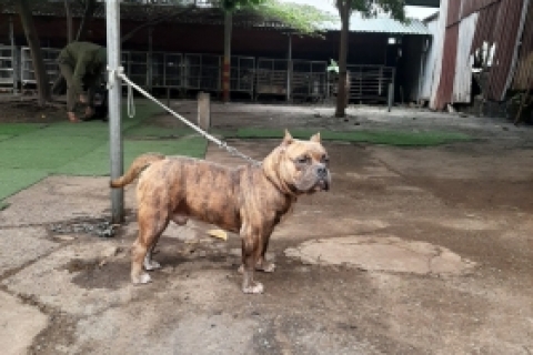 Huấn luyện chó bitpull