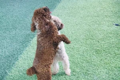 Nhận huấn luyện chó Poodle uy tín nhất