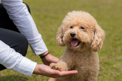 Chó Poodle bao nhiêu tháng thì huấn luyện được?