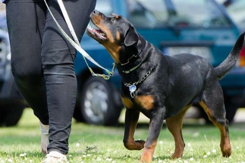 huấn luyện chó Rottweiler cơ bản