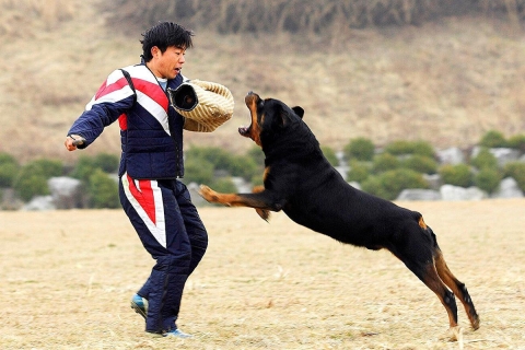HUẤN LUYỆN CHÓ ROTTWEIREL CẢNH KHUYỂN