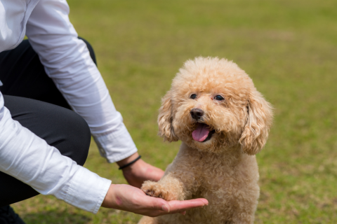 Đâu là lớp huấn luyện chó Poodle chuẩn chất lượng?