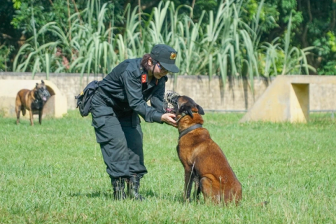 Huấn luyện chó becgie BỈ ngồi