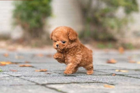 Phối giống chó Poodle: Chia sẻ kinh nghiệm lâu năm