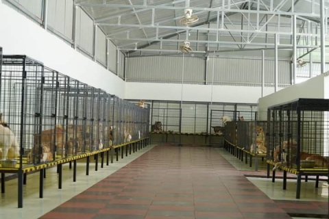 Liên hệ trại chó giống Bình Thuận uy tín và giá rẻ