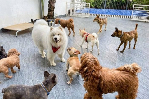 Địa chỉ trông giữ chó mèo gần đây giá rẻ 