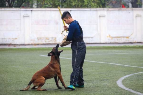 Trung tâm huấn luyện chó Quảng Ngãi uy tín ở đâu? 