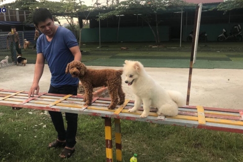 Các bước huấn luyện cơ bản để chó cảnh ngoan ngoãn
