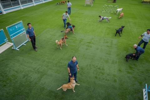 Trung tâm huấn luyện chó uy tín – Biến chó cưng thành vệ sĩ thực thụ