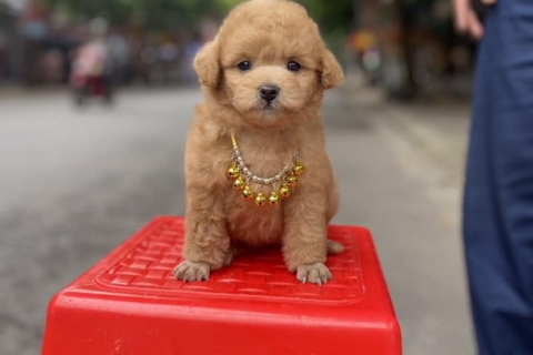 Trường dạy chó Poodle top đầu thị trường 