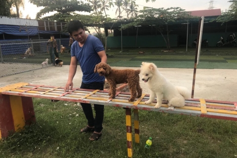 Đâu là trường huấn luyện chó poodle chuyên nghiệp?