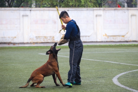 Huấn luyện chó Becgie Bỉ cắn