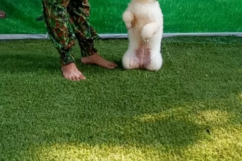 Giá huấn luyện chó bao nhiêu?